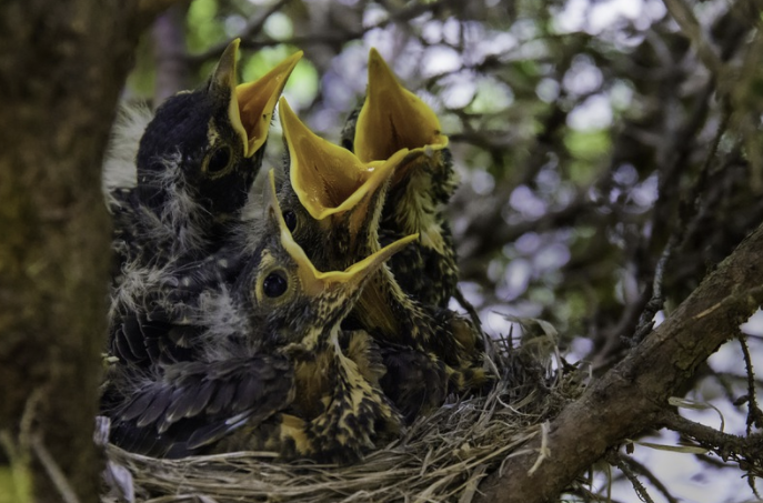 Искать еду во сне/pixabay.com