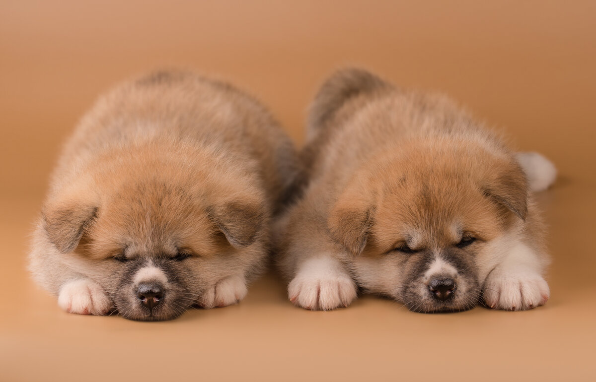 Щеночки акита-ину (Фото: https://www.flickr.com/photos/mouseadikatz/24604561397/)