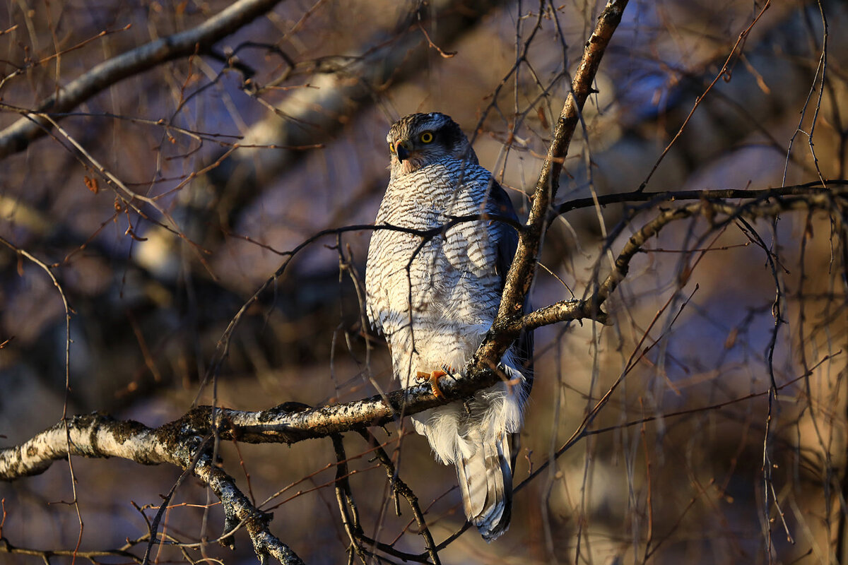 Тетеревятник – Accipiter gentilis. Фото Александра Лотова. 