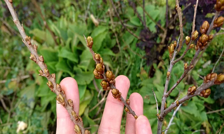 Слева - ветка женского растения, справа - мужского. Почки уже начали открываться. Фото сайта stroy-podskazka.ru