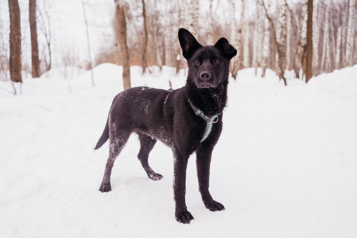 Токио этой зимой, до отъезда к хозяевам