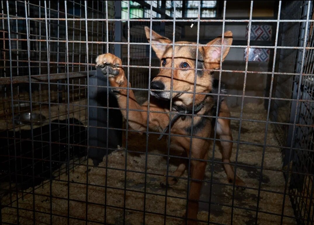 Каждый репост для них = шанс стать домашним!