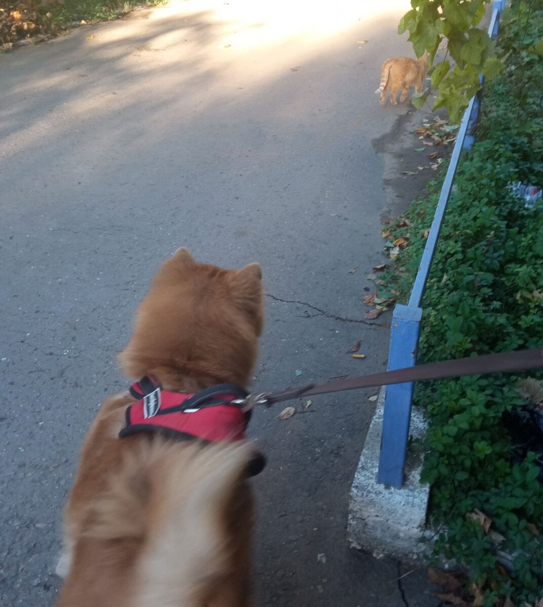 На старт, внимание, марш!