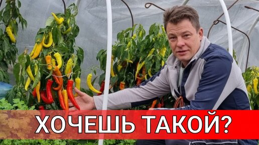 такого урожая перца я даже не мог себе представить ВЫРАЩИВАНИЕ ПЕРЦА В ТУННЕЛЯХ слабоострый перец цицак