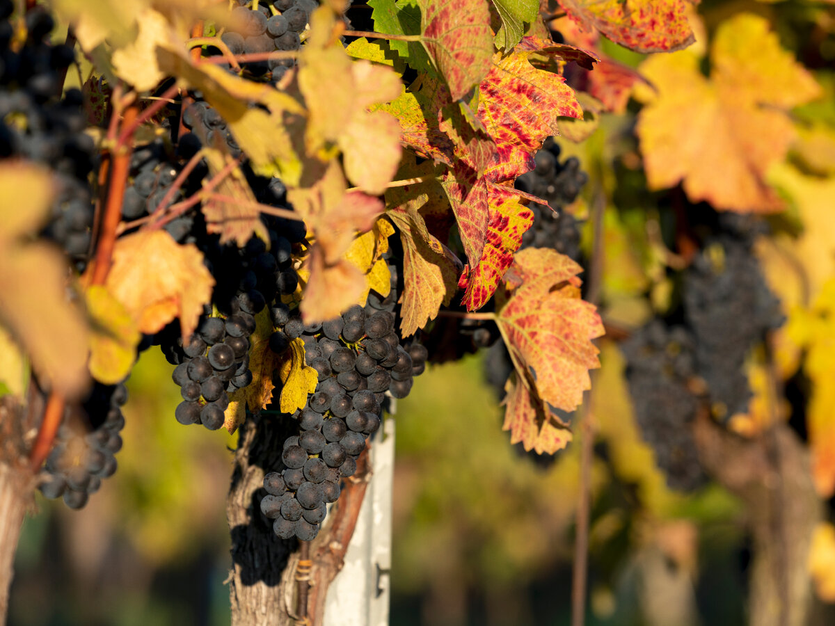 Уход за виноградом в конце сезона: важные моменты
