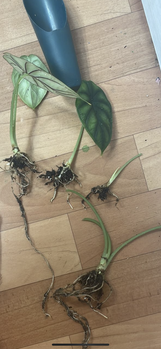 Два верхних, очень даже ничего.