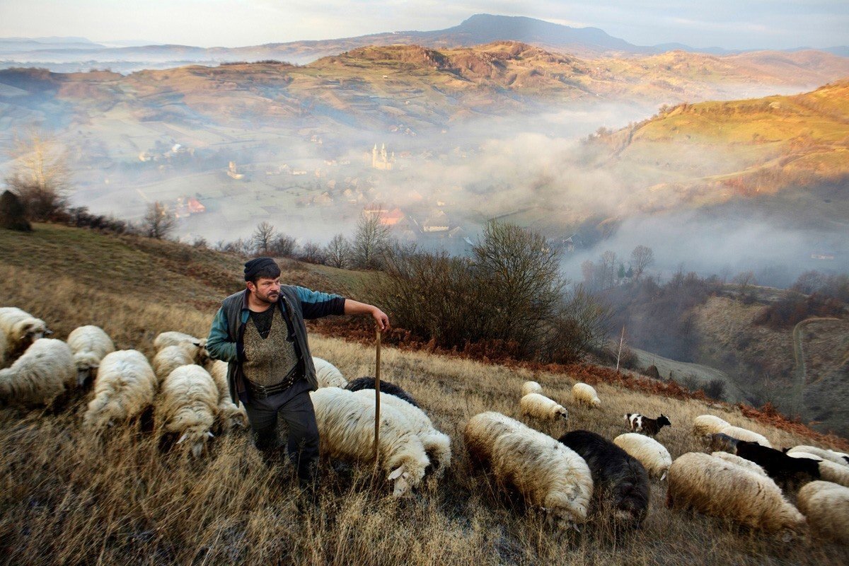 Автор и правообладатель данного изображения: https://funart.pro/37028-pastuh-i-ovcy-29-foto.html