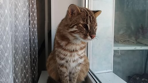 ДАЛЬНЕВОСТОЧНЫЙ КОТ ПОДГЛЯДЫВАЕТ. КОШКИ ПОЛУЧИЛИ КОРОБКИ ...