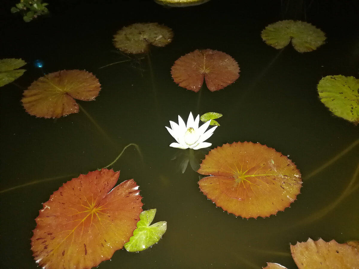 тропическая нимфея