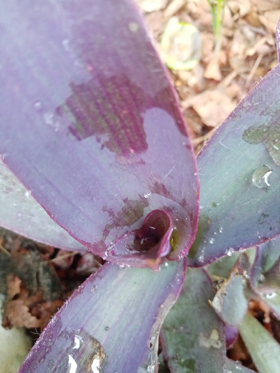 Фото ближе, чтобы акцентировать внимание на окраске листьев - что -то цвета морской волны. А сами листья, кстати, стали очень плотными.