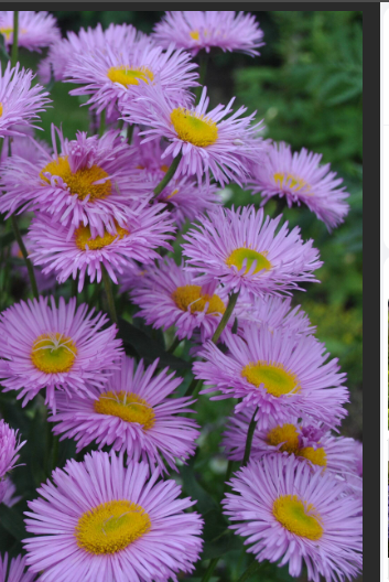 МЕЛКОЛЕПЕСТНИК- АСТРЫ БРАТ. От посева - в жизнь | Живая, Зеленая Жизнь ...