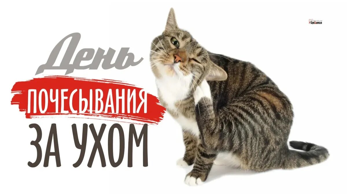 День почесывания за ухом. Иллюстрация: «Курьер.Среда»