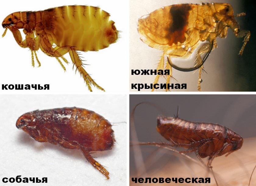 Как избавиться от блох у кошек в домашних условиях