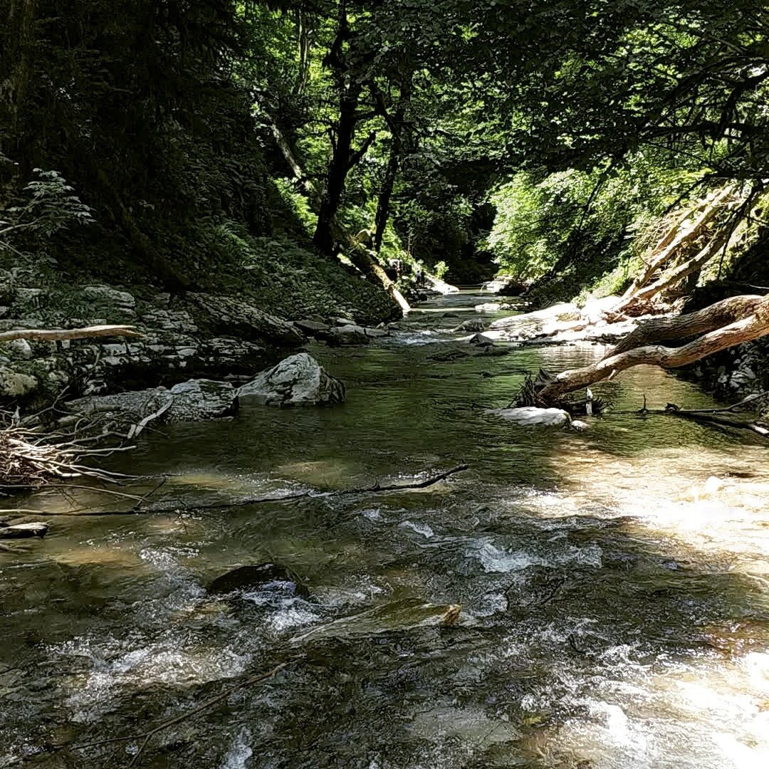 Светлана Птицына