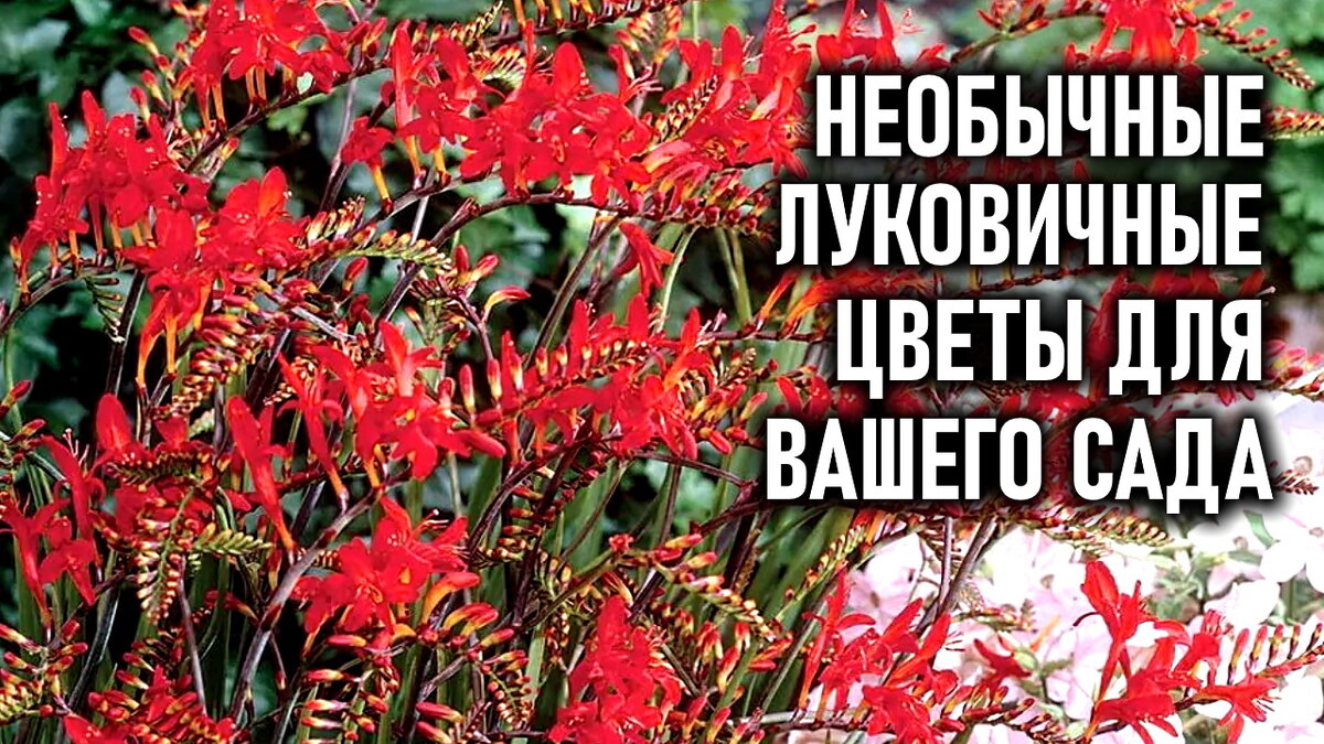 Название луковичных цветов для сада многолетние: найдено 90 картинок