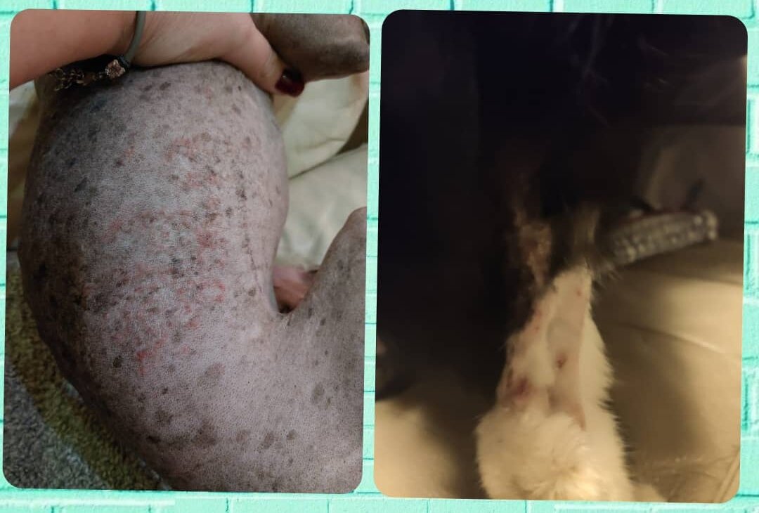 У этих товарищей вообще не аллергия