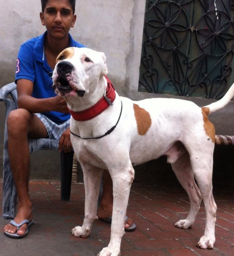 Гуль дог порода собак. Булли кутта порода собак. Донгу собака. Донгу собака. Донгу собака.