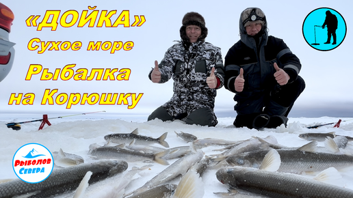 ✅ РЫБАЛКА НА КОРЮХА🎣 «ДОЙКА, СУХОЕ МОРЕ» декабрь 2022 #Рыболов_Севера