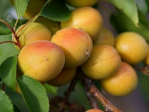 Саженцы абрикоса "КУЙБЫШЕВСКИЙ ЮБИЛЕЙНЫЙ"