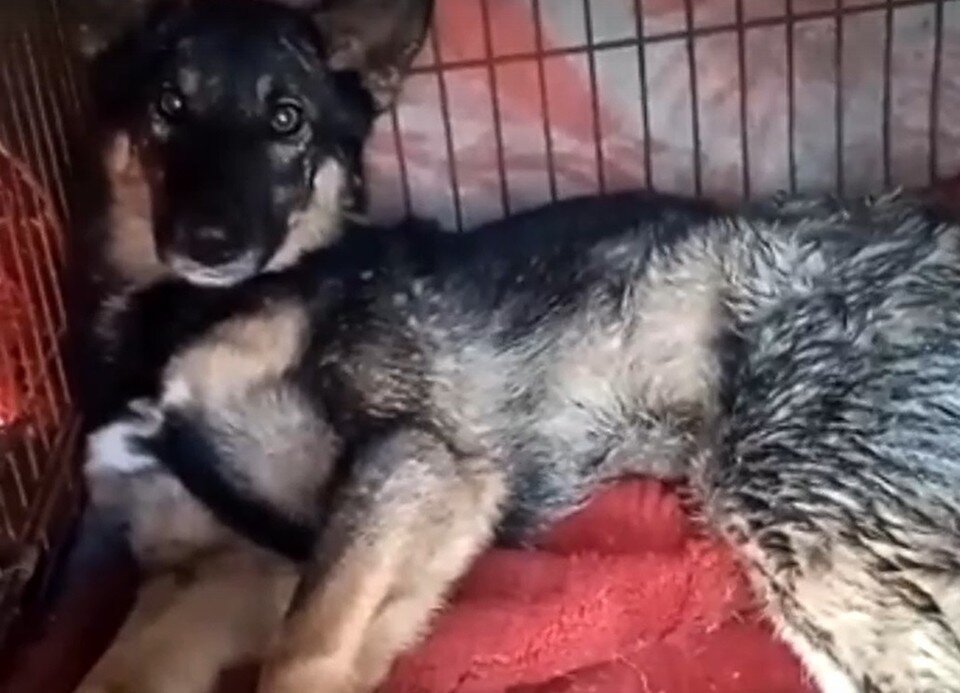     Фото: приют Лисена.