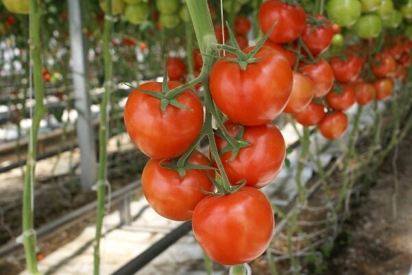 Выбираем самые урожайные сорта помидор для теплицы и открытого грунта