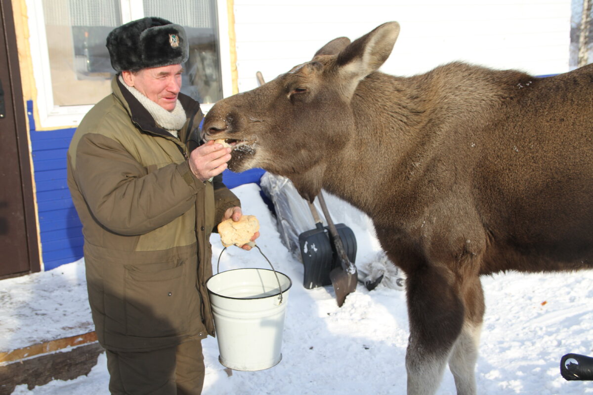 Защита лося