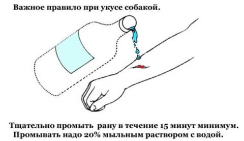  Укушенную рану необходимо вначале очистить.