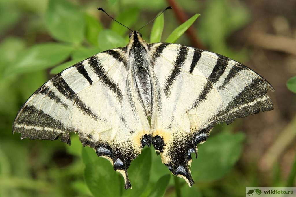 File:Scarce Swallowtail. Iphiclides podalirius - Flickr - gailhampshire (1).jpg 
