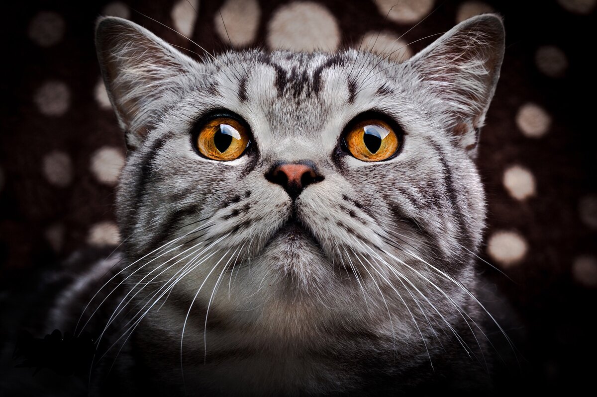 Фото - Artur Borzecki