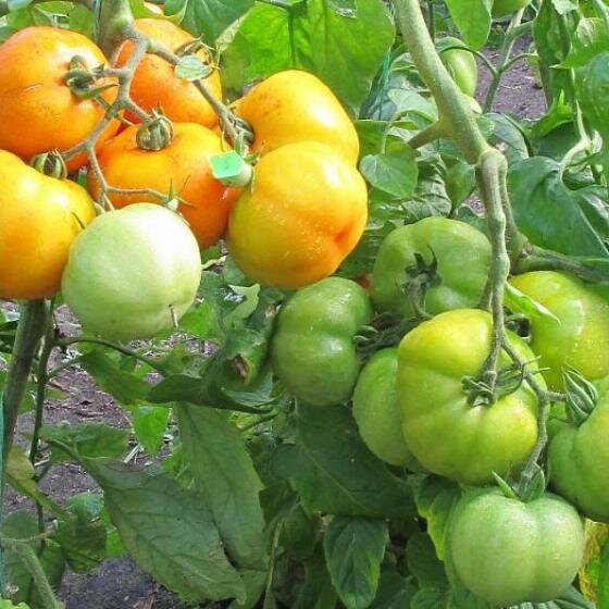 Колизей и Гладиатор – слегка ребристые крупные плоды, при созревании будут соответственно оранжевого и красного цвета. Внутреннее строение плодов позволит легко отделить мякоть от толстой стенки и при желании использовать их не только для салатов, но и для фаршировки. Вырастает до 10 ровных плодов в сложной кисти. Яркие томаты, выложенные на блюдо, добавят праздничное настроение даже в будний день.
 
Фото: томат Колизей
