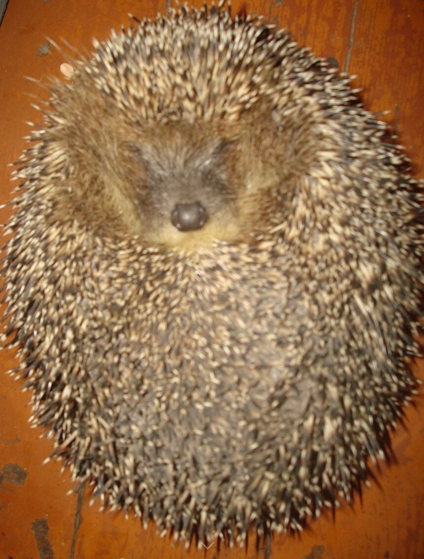 Колючки ежа. Пузико ежика. Животик ежика. Ёжики милашки. Еж с грибами на спине.