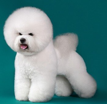 Вес этих малышей колеблется от 3 до 10 кг. Высота в холке — от 22 до 29 сантиметров, длина тела больше высоты. Уши среднего размера, висячие, нос округлой формы, без отметин. Голова и морда практически полностью скрыты под шерстью. Губы и когти черные, глаза тоже черные либо темно-коричневые с черной окантовкой, круглые.