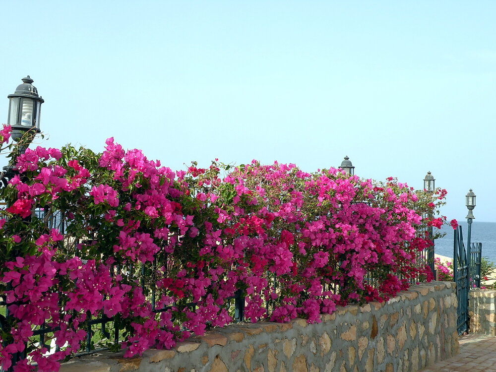 Самые красивые многолетние вьющиеся растения для дачи: фото и названия 🌸