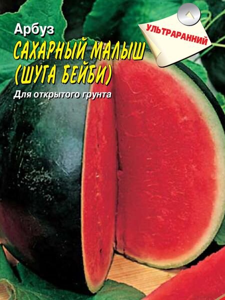 Сахарный малыш отзывы. Арбуз сахарный малыш описание сорта. Арбуз "русский огород" сахарный малыш. Сорт Арбуз сахарный малыш корневая. Арбуз сахарный малыш отзывы.