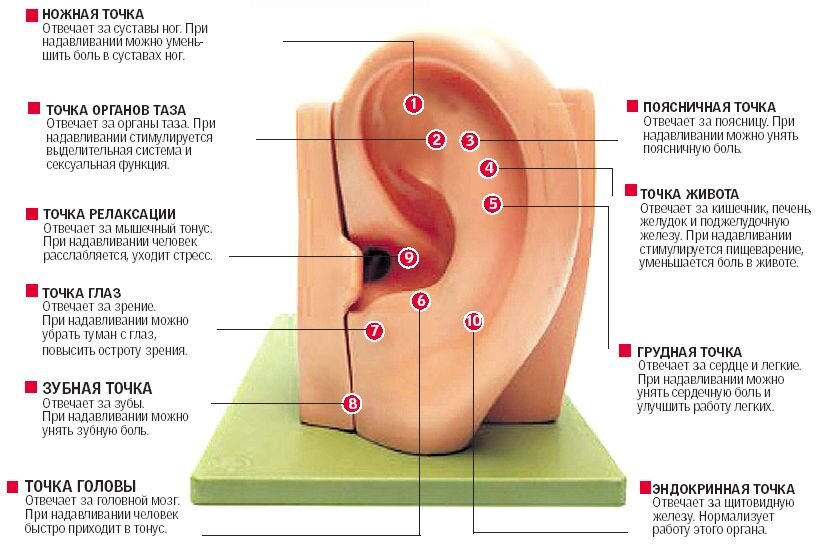 Точечный массаж уха при заложенности – выгодные цены в Москве.
