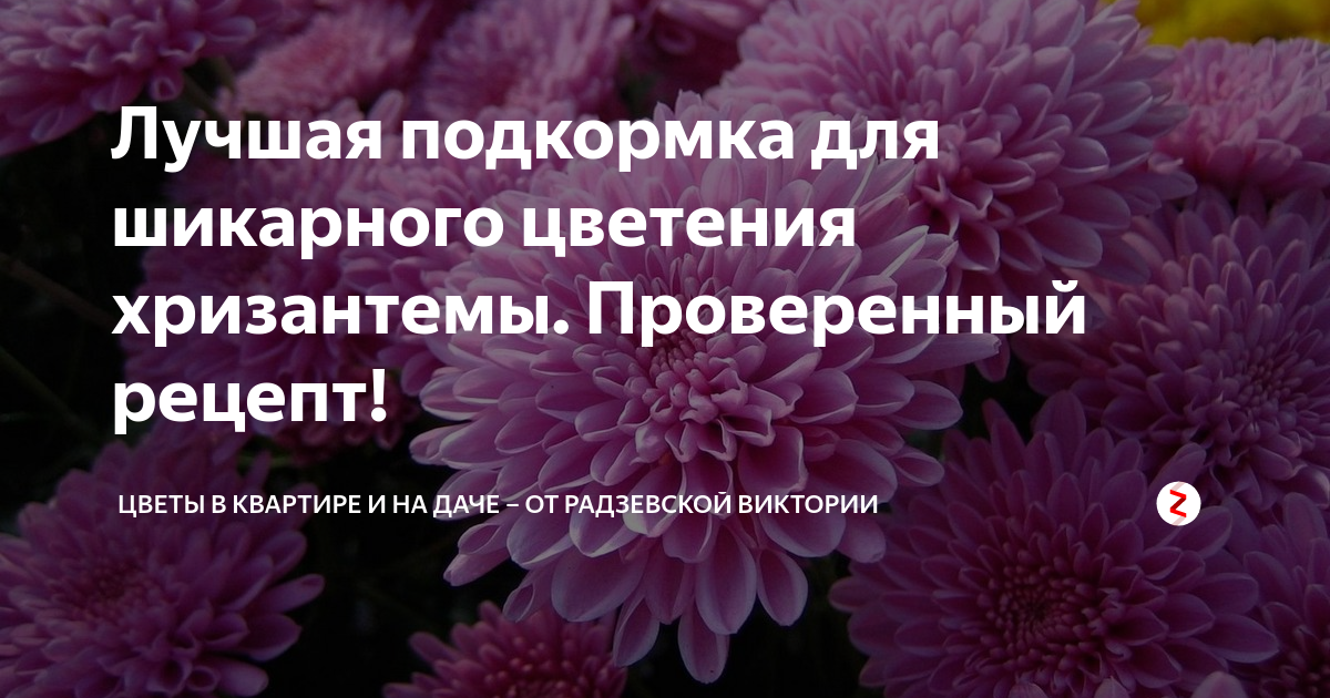 Чем удобрить хризантему весной. Подкормка хризантем. Подкормка для пересадки хризантемы. Подкормка для хризантем уличных для цветения. Подкормка хризантем для быстрого роста и цветения.