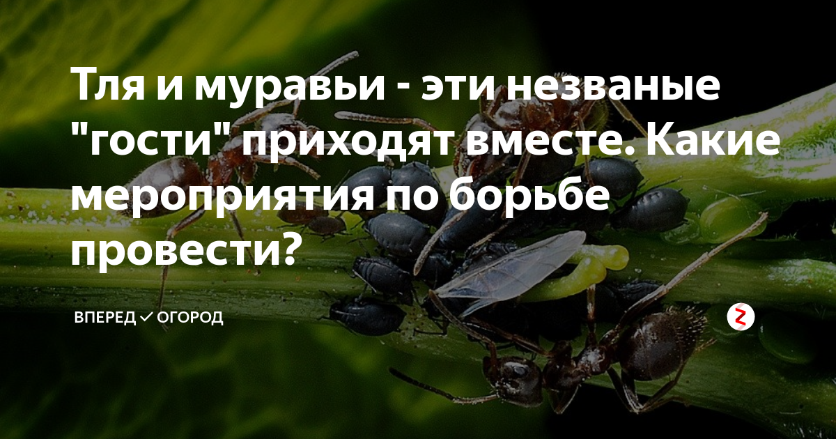 Стол в саду от гостинцев тяжел муравьи поналезли на стол