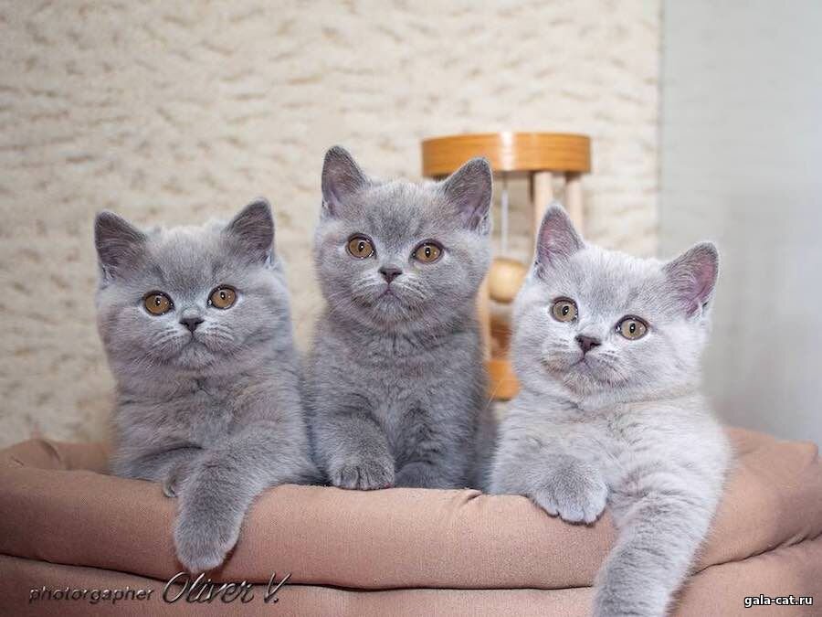 Голубые британские котята Bridget, Barateon & Basilio High Class*RU в возрасте 1 месяц