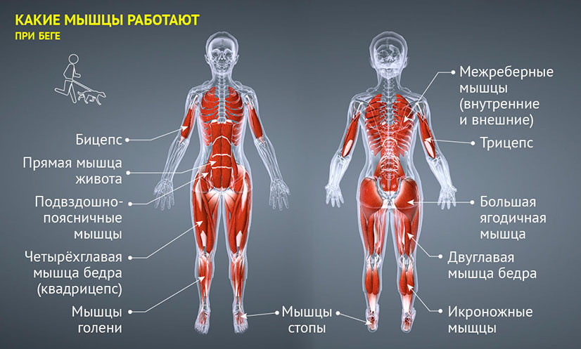 http://keeprun.ru/beginners/gruppy-myshc-zadejstvovannye-pri-bege.html