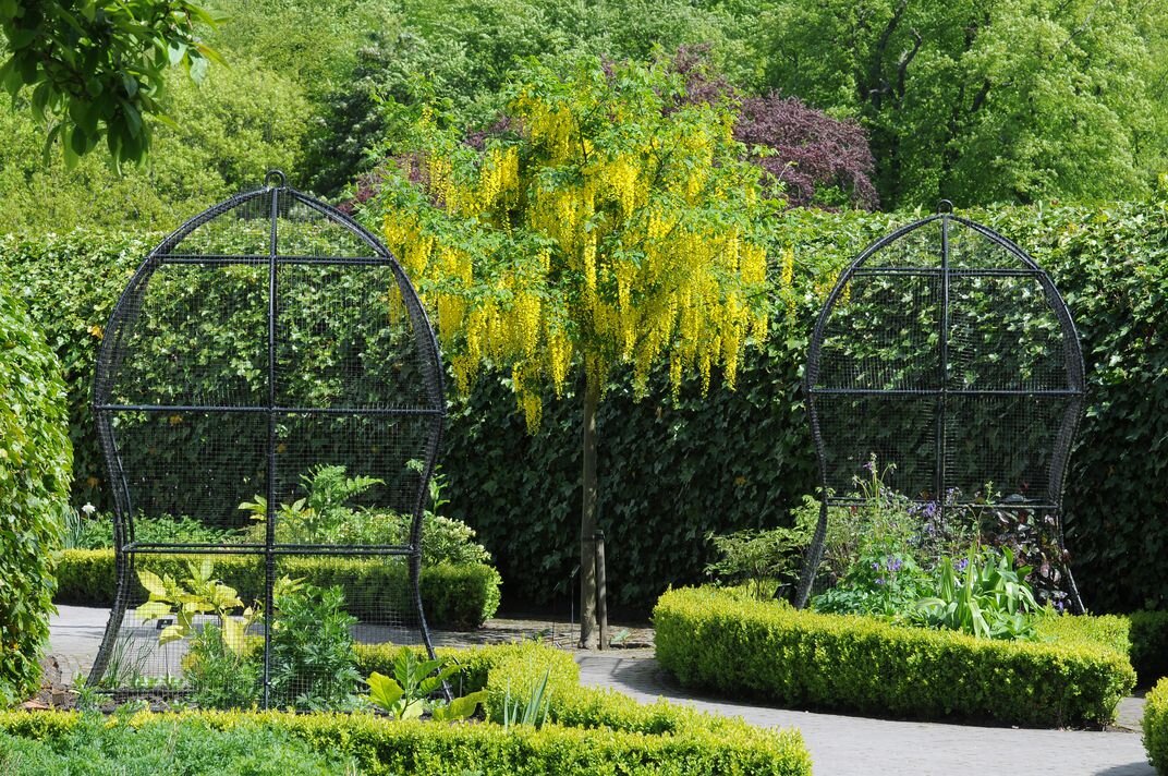 Бобовник. Источник: www.smithsonianmag.com