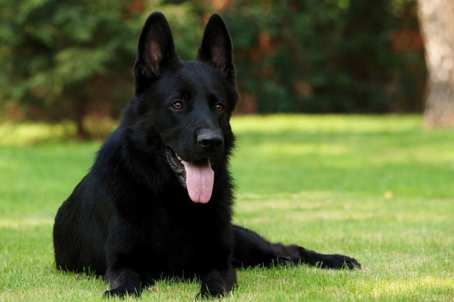 Какая она, черная немецкая овчарка? | Гавкуша | Дзен