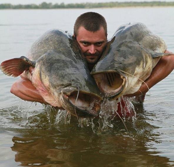 На что клюет сом в августе