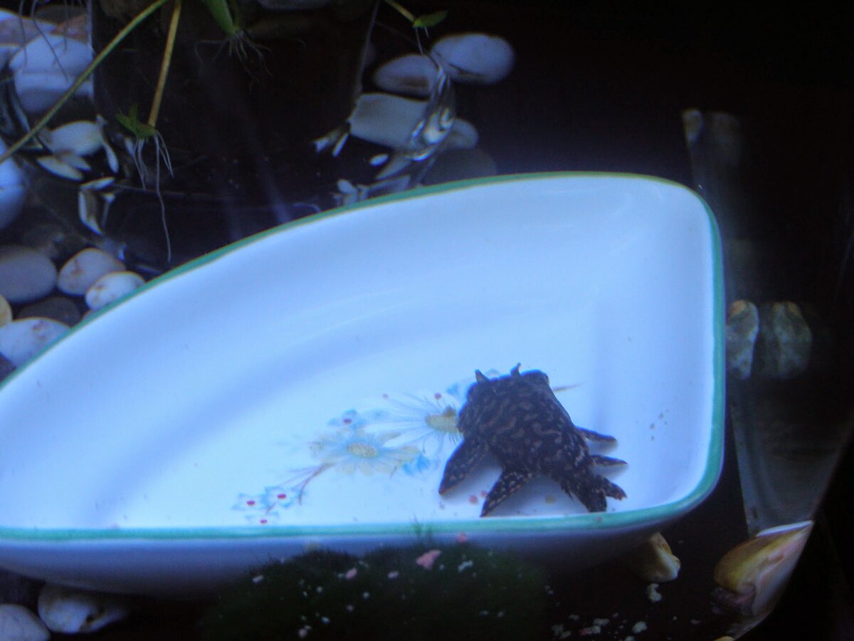 Анциструс. Пылесосит все: дно, стенки, украшения для аквариума. Их называют живыми фильтрами