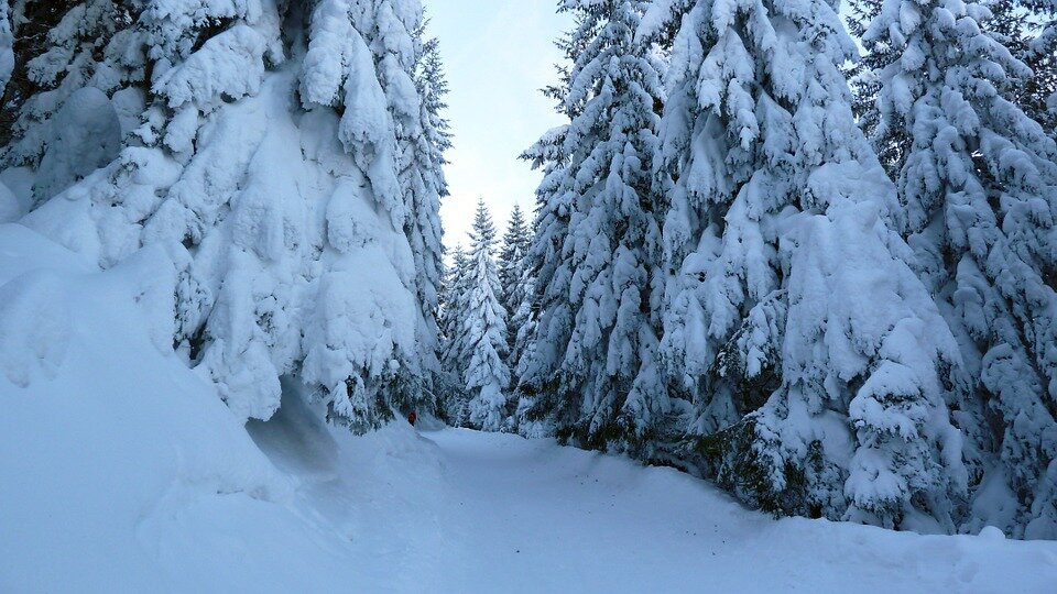 Экскурсия в зимний лес