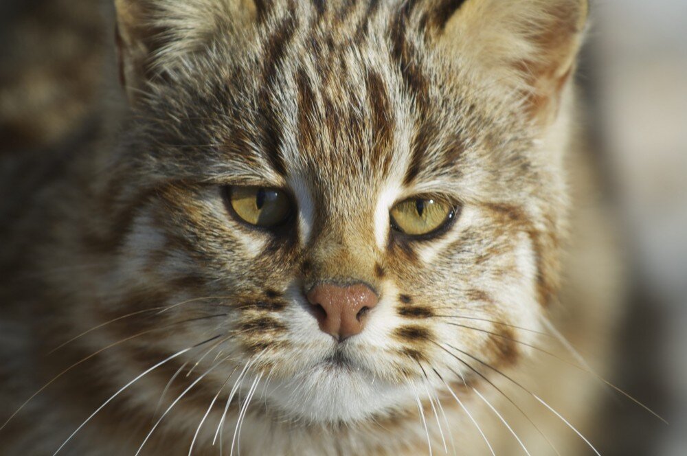  Источник:  http://proxvost.info