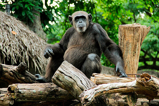 Мужик трахнул шимпанзе порно видео на arnoldrak-spb.ru