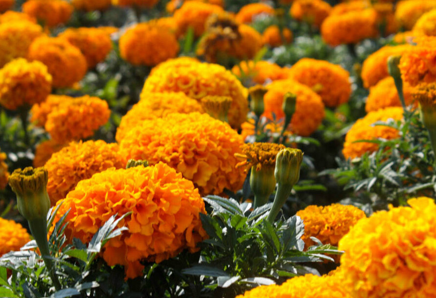 Цветут с июня по октябрь, высота 15-20 см 