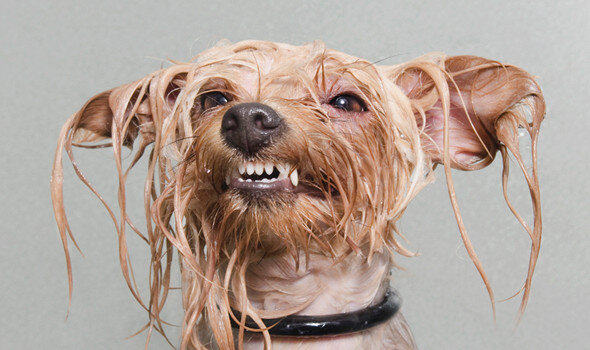 Просто милашка ))) ©dogtales.ru