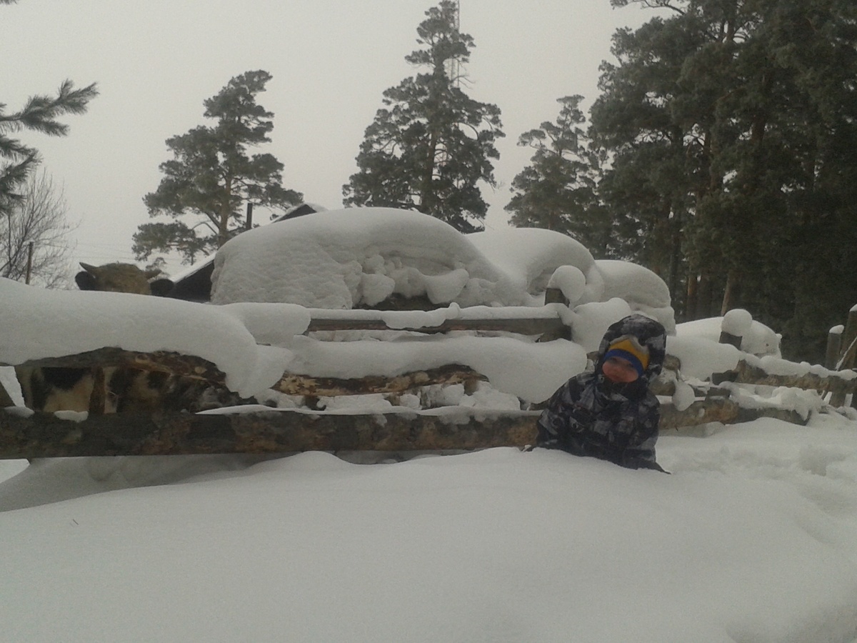 Буян наблюдает из-за забора. Кто нарушает тишину в лесу?