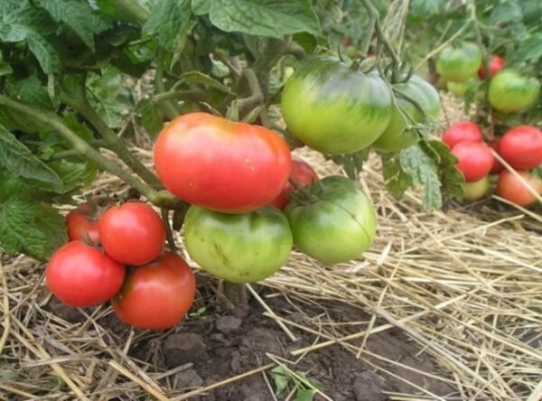 У всех на устах: лучшие сорта томатов для средней полосы России